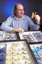 An entomologist examines butterfly specimens.