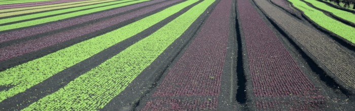 Farming plot