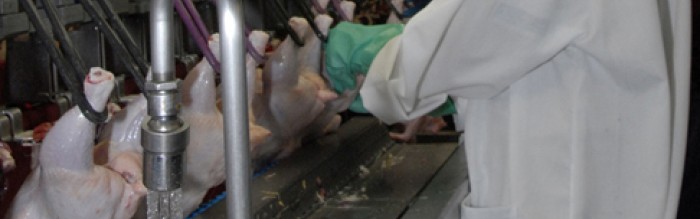 poultry inspection